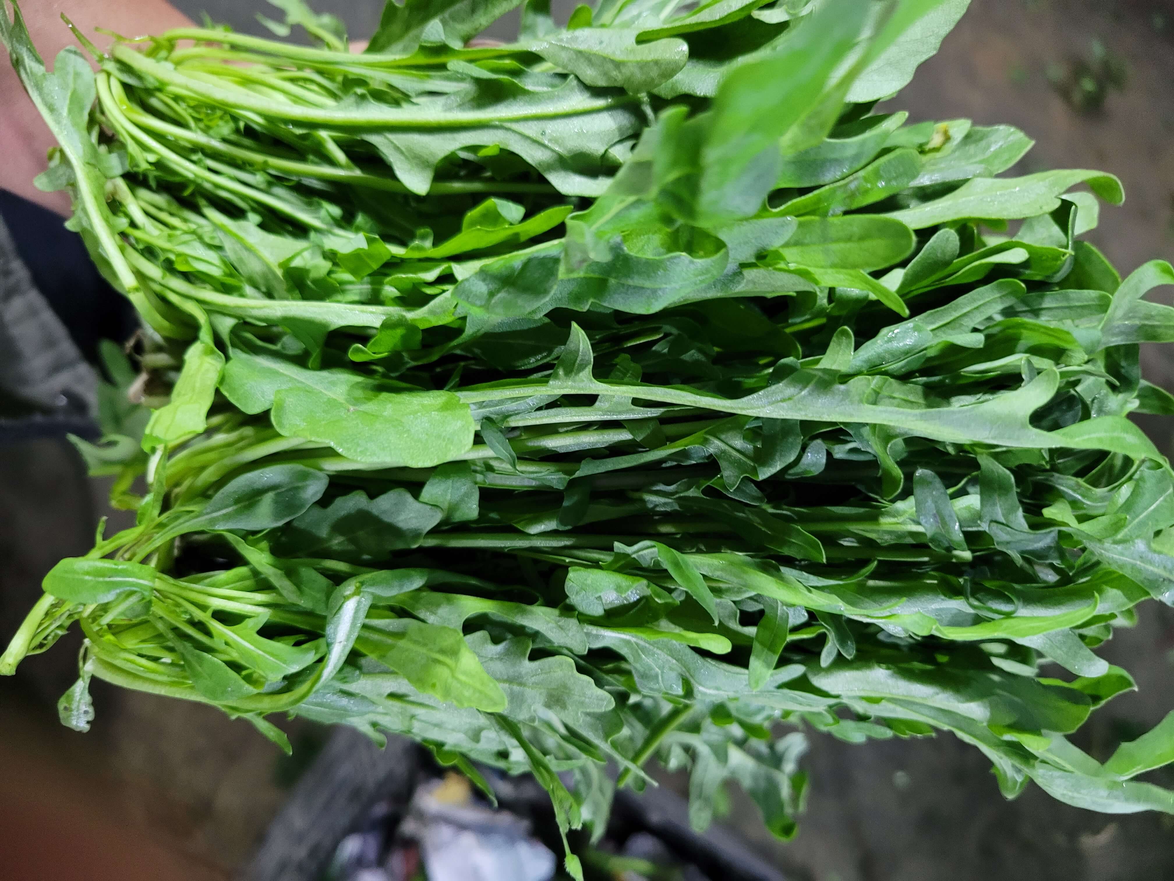 Arugula Baby en Domo