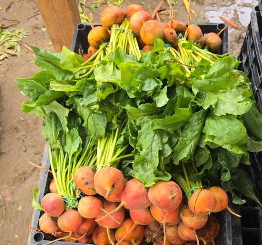 Betabel Amarillo/Dorado