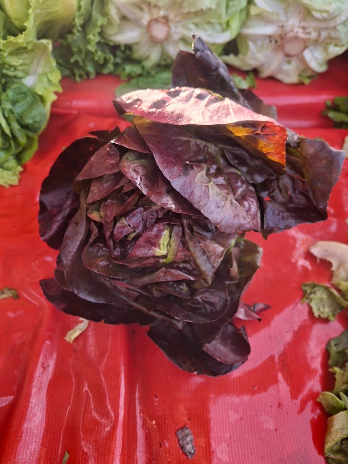 Lechuga Corazón Rojo