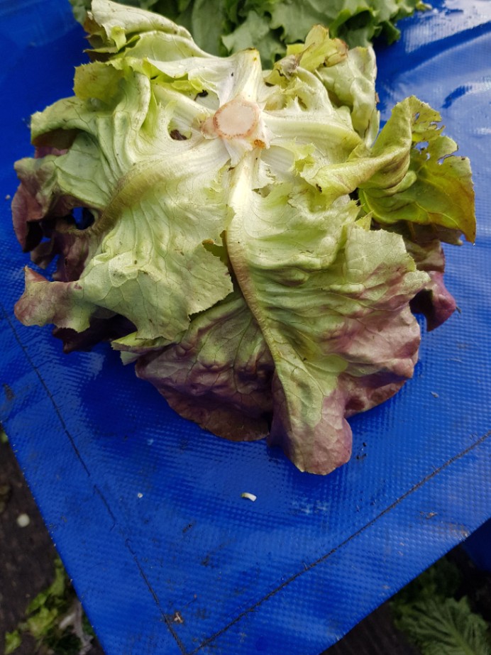Lechuga Francesa Roja