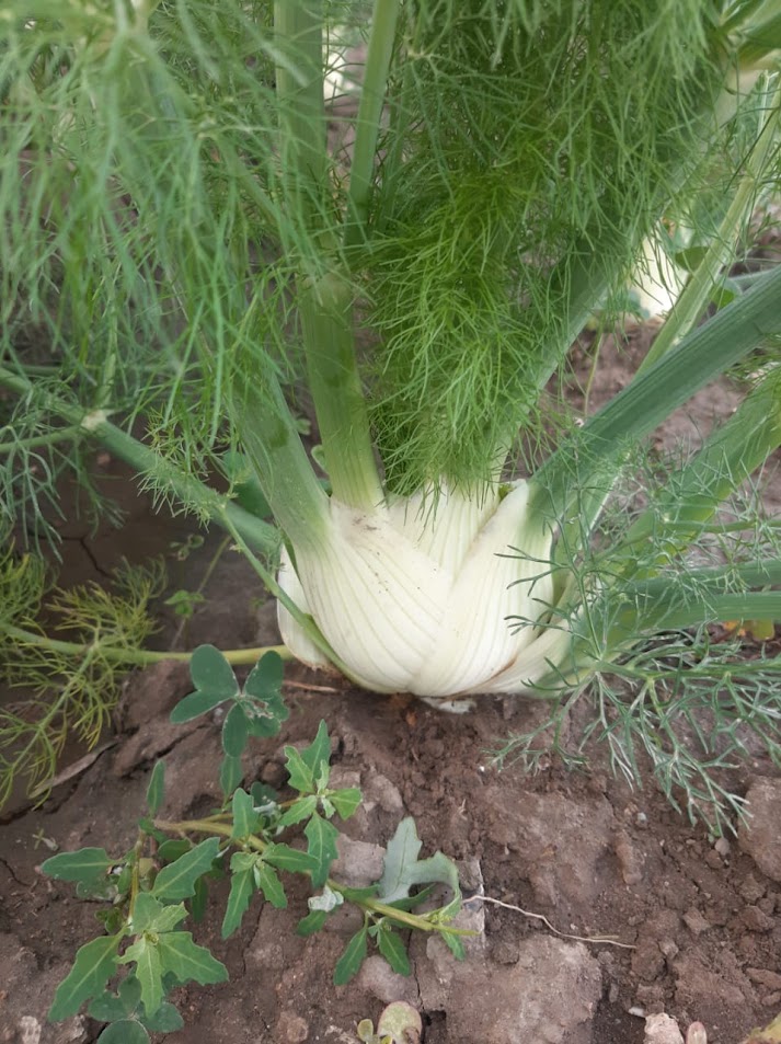 Bulbo de Hinojo sin Follaje