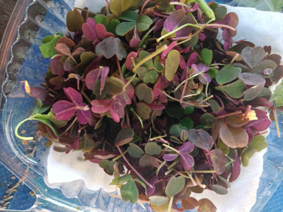 Oxális / Trébol Rojo