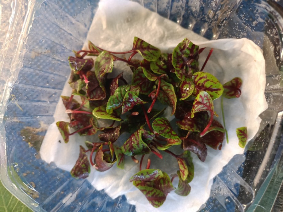 Hoja de Sorrel / Acedera