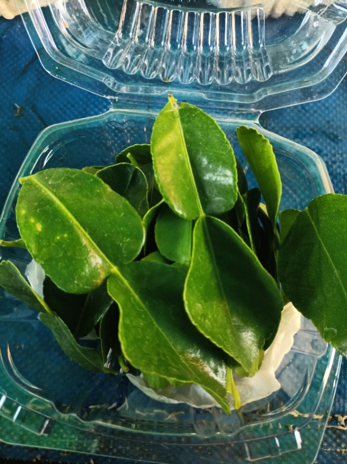 Hoja de Lima Kaffir