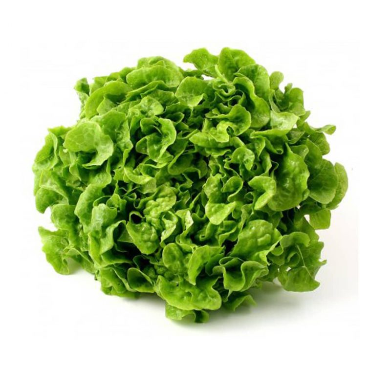 Lechuga Maple Verde