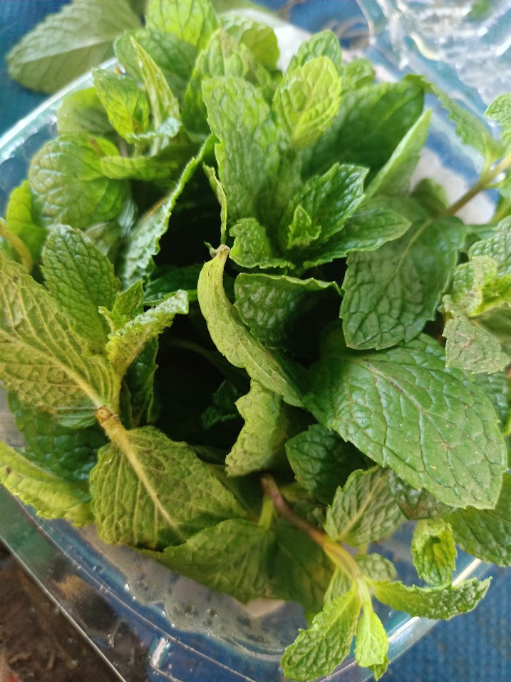 Brote de Menta China