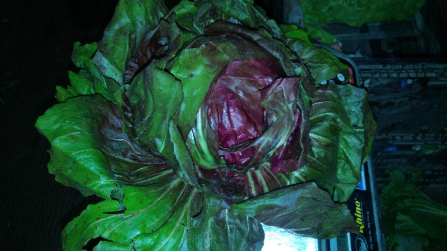 Lechuga Radicchio