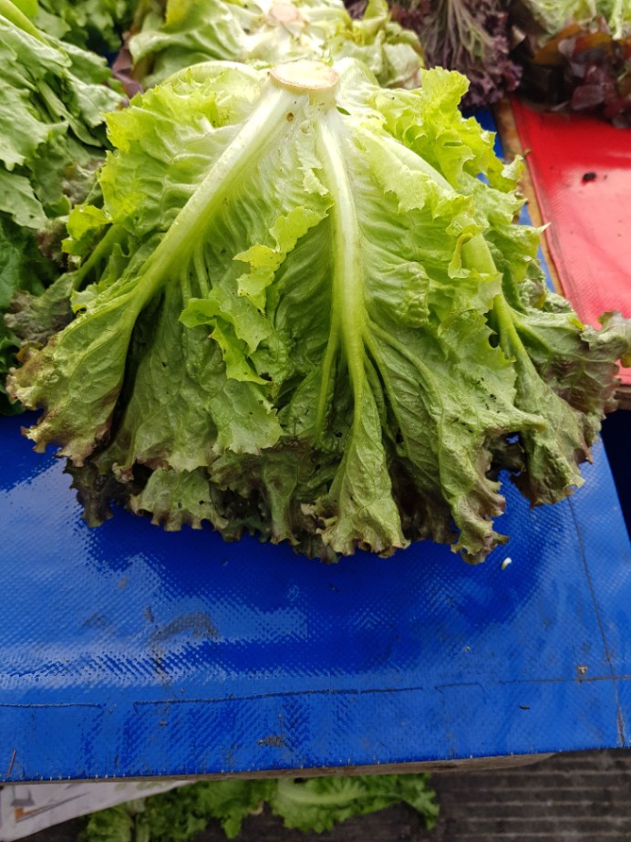 Lechuga Sangría