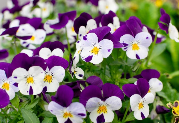 Violas Moradas