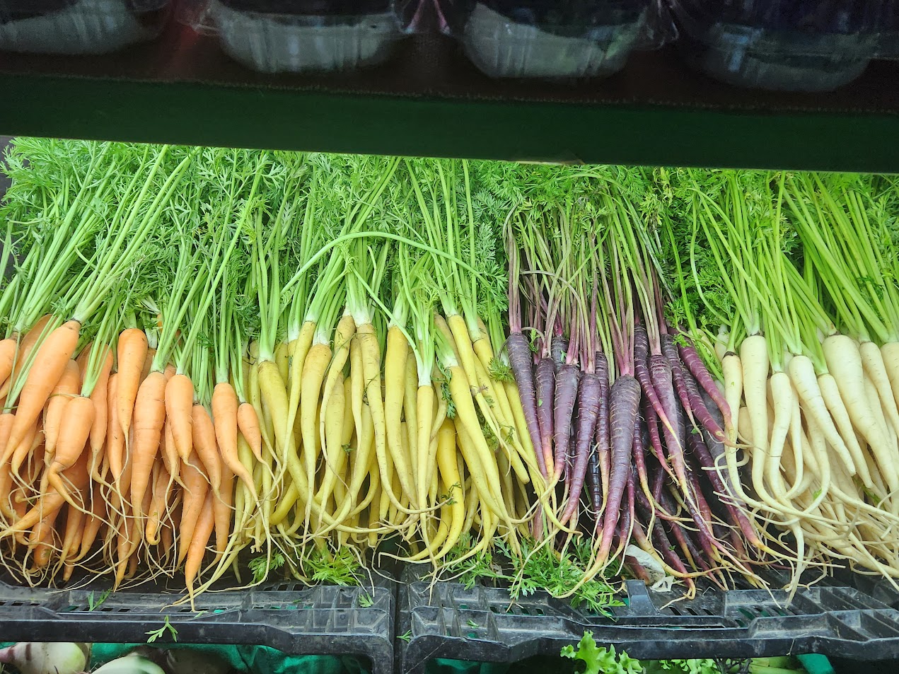 Zanahoria Baby con Rabo