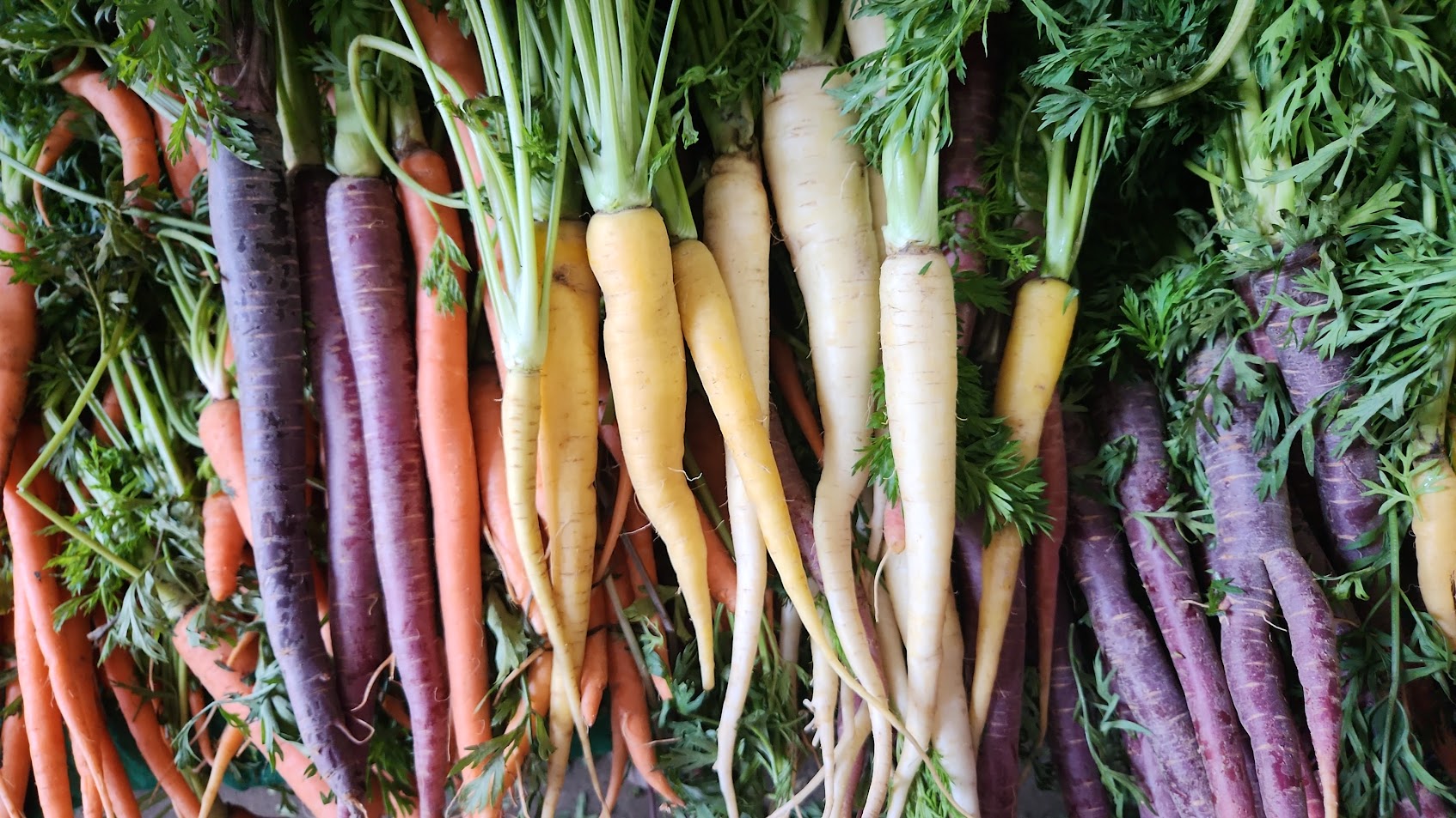 Zanahoria Baby sin Follaje